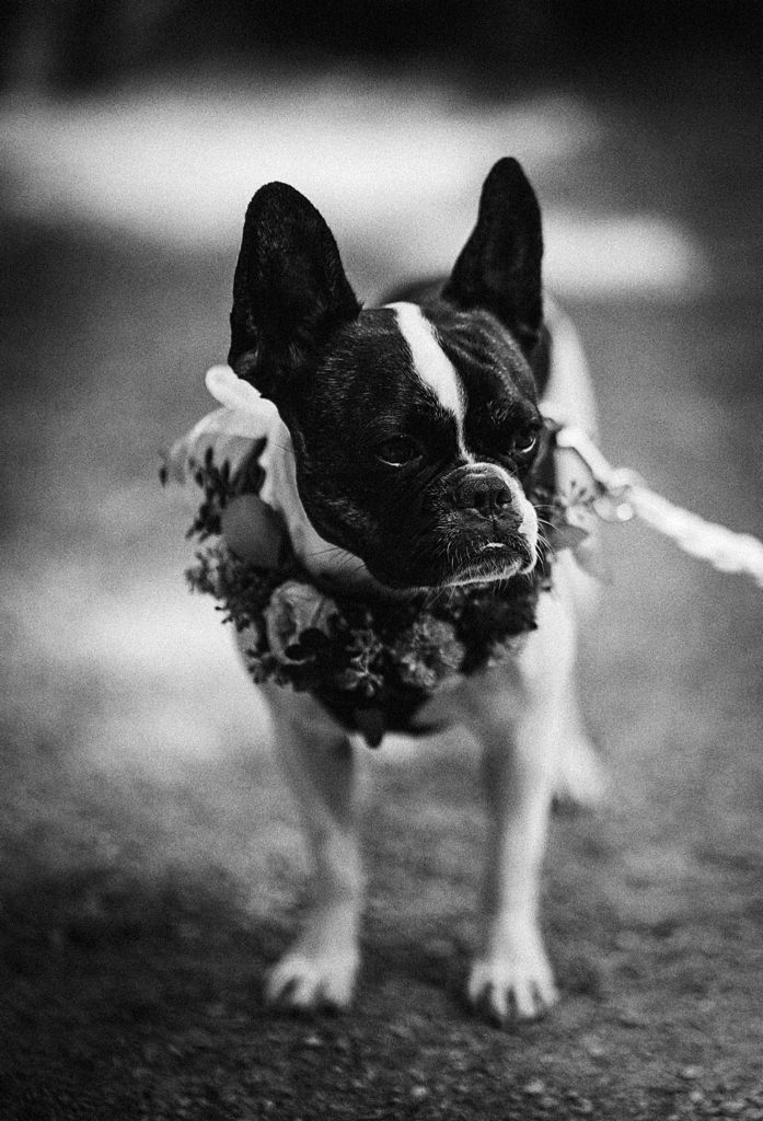 A dog ring bearer at a wedding at Fireseed Catering in Langley, Washington