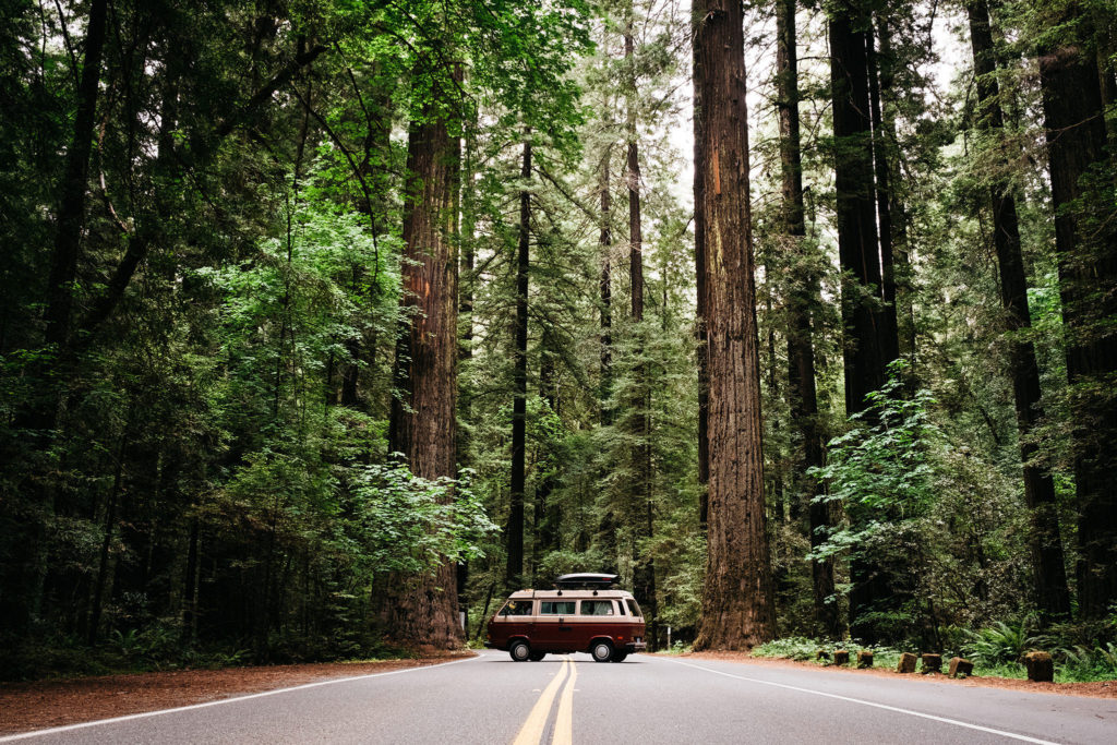 Photo of a VW Vanagon Westfalia in the middle of the road at Avenue of the Giants in California