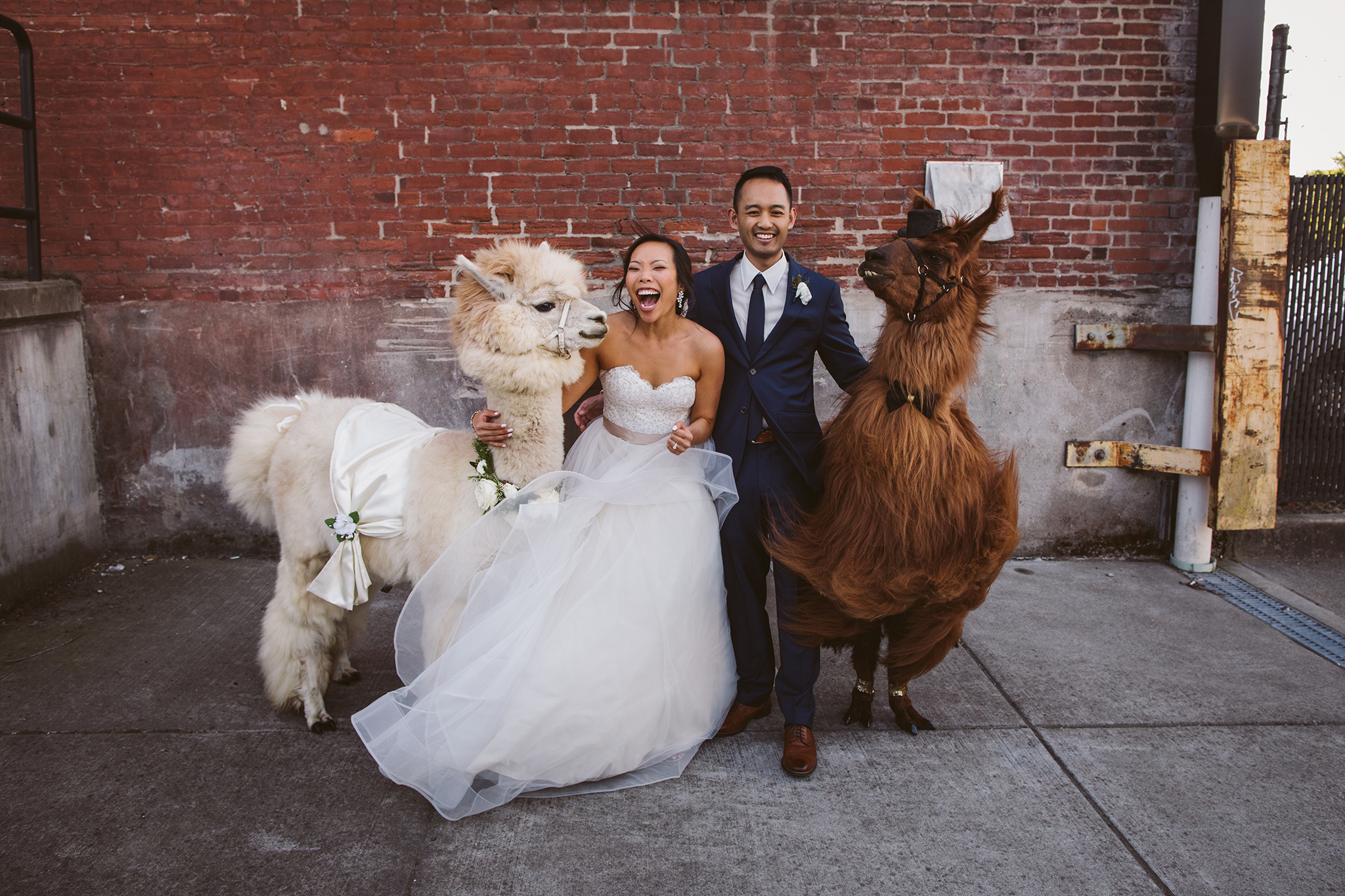 Photo of a bride and groom with the Wedding Llamas in Portland Oregon