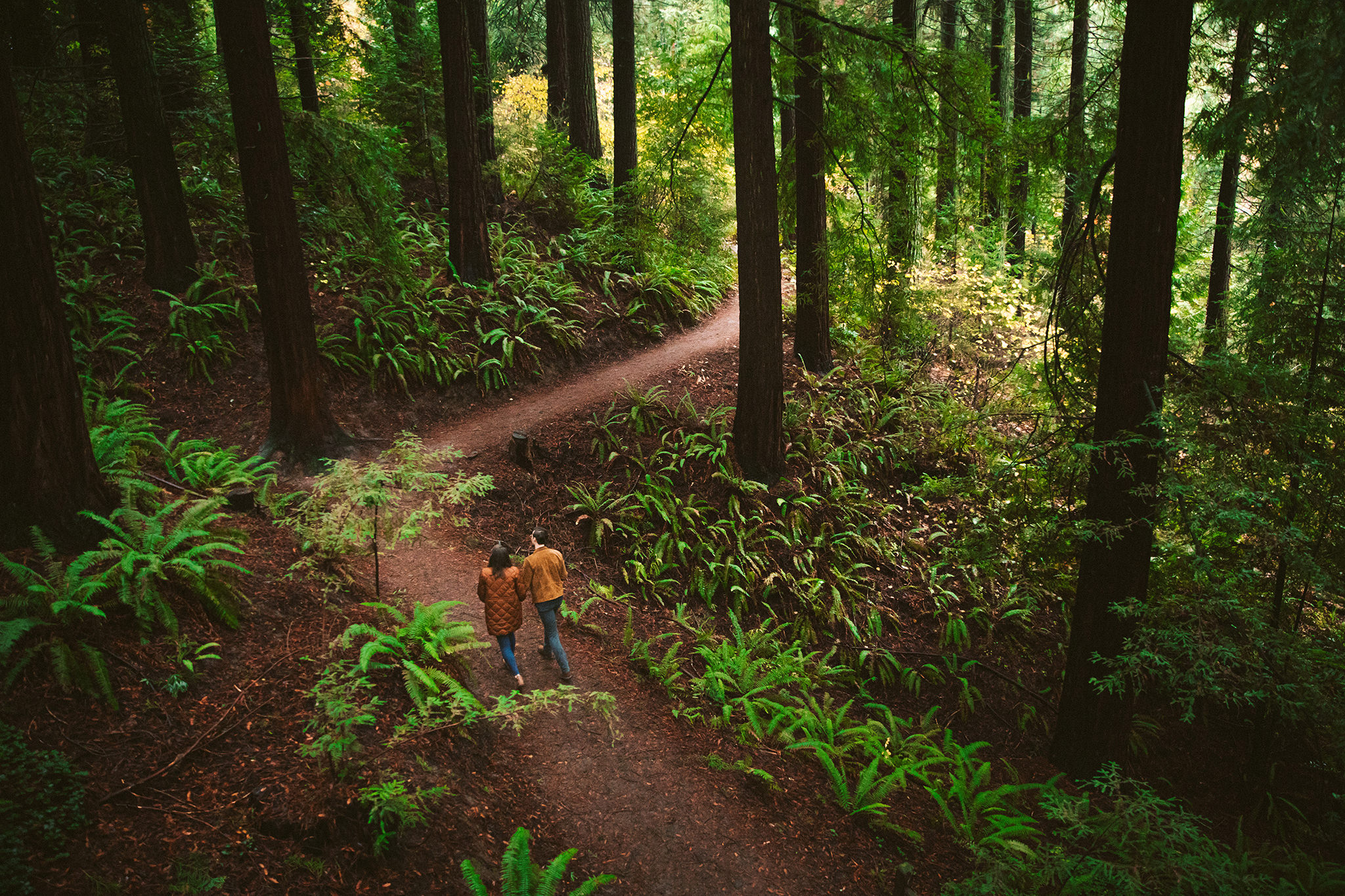 engagement photo at Hoyt Arboretum in the redwood trees