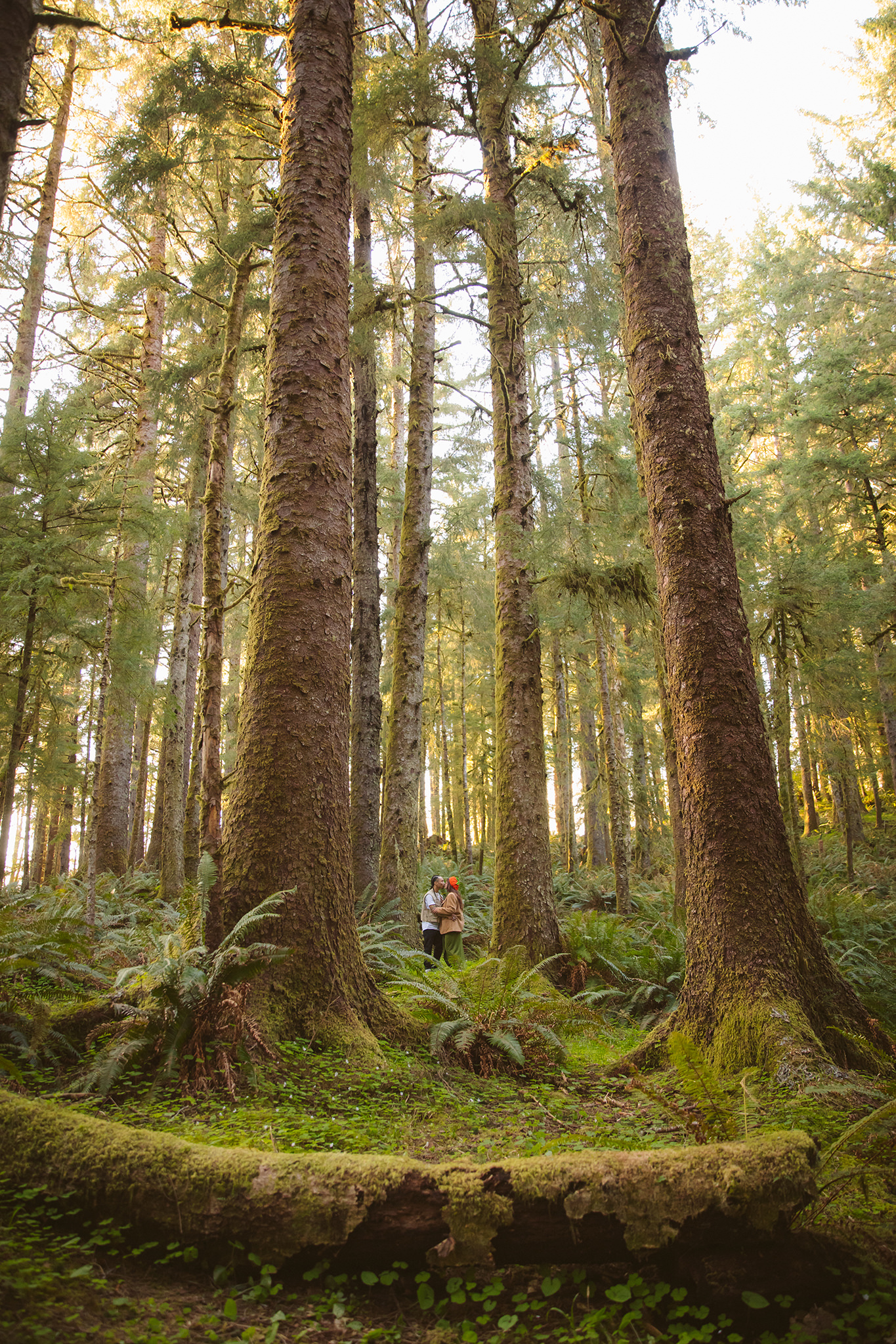 A wide angle engagement photo of a couple kissing in the tall trees of the Oregon woods